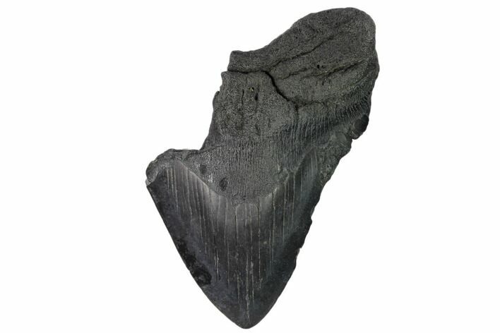 Partial Fossil Megalodon Tooth - South Carolina #148715